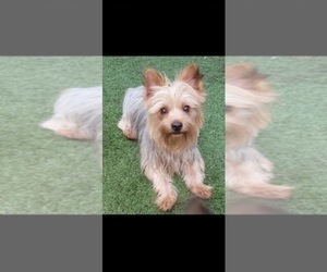 Father of the Yorkshire Terrier puppies born on 08/11/2025