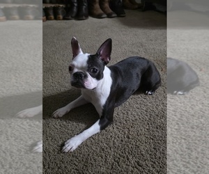 Mother of the Boston Terrier puppies born on 03/31/2026