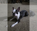 Small Photo #1 Boston Terrier Puppy For Sale in FRESNO, CA, USA