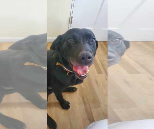 Medium Photo #4 Labrador Retriever Puppy For Sale in Crystal, MN, USA