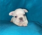 Small #1 French Bulldog