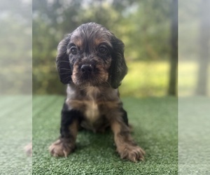 Cocker Spaniel Puppy for Sale in PENSACOLA, Florida USA