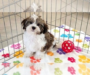 Havashire Puppy for sale in ORO VALLEY, AZ, USA