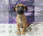 Small Photo #4 Shepradors Puppy For Sale in Lakewood, CO, USA