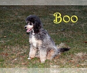 Father of the Miniature Bernedoodle puppies born on 04/23/2021