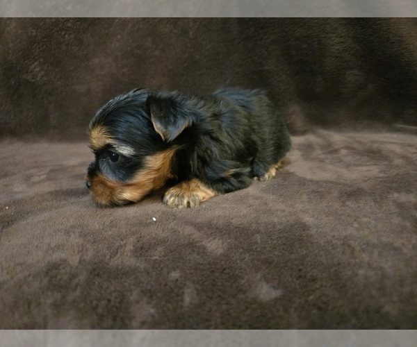 Medium Photo #5 Yorkshire Terrier Puppy For Sale in CARLYLE, IL, USA