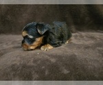 Small #4 Yorkshire Terrier