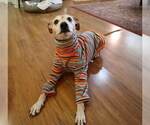 Small #14 Greyhound-Jack Russell Terrier Mix