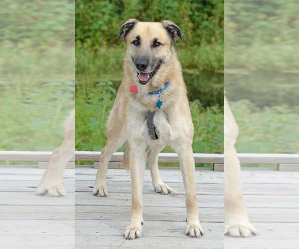 Medium Photo #6 German Shepherd Dog-Great Pyrenees Mix Puppy For Sale in Gretna, NE, USA