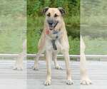 Small #5 German Shepherd Dog-Great Pyrenees Mix