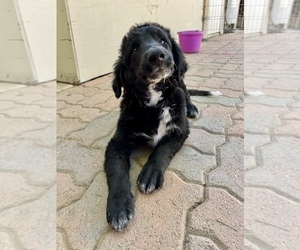 Bernedoodle Puppy for sale in ACTON, CA, USA