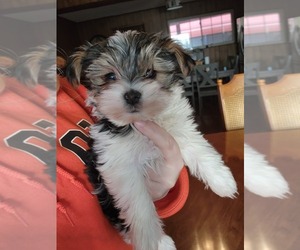 Yorkshire Terrier Puppy for sale in SPRING CITY, TN, USA