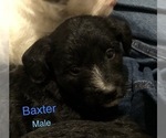 Small Photo #3 Poodle (Miniature)-Unknown Mix Puppy For Sale in WOODBURY, TN, USA