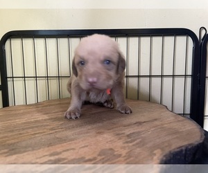 Chesapeake Bay Retriever Puppy for sale in HOMER, NY, USA