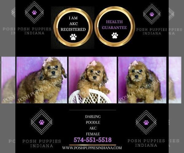 Medium Photo #105 Poodle (Miniature) Puppy For Sale in WARSAW, IN, USA