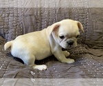 Small Photo #8 French Bulldog Puppy For Sale in ATL, GA, USA