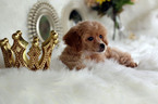 Small Photo #24 Havanese-Poodle (Toy) Mix Puppy For Sale in HOUSTON, TX, USA
