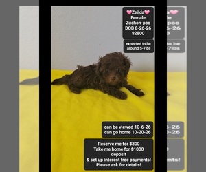 Poodle (Toy)-Zuchon Mix Puppy for sale in TUCSON, AZ, USA