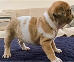 Small Photo #10 French Bulldog Puppy For Sale in CHINO HILLS, CA, USA