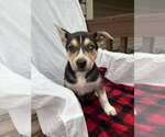 Small Siberian Husky Mix