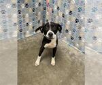 Small #1 Labrador Retriever Mix