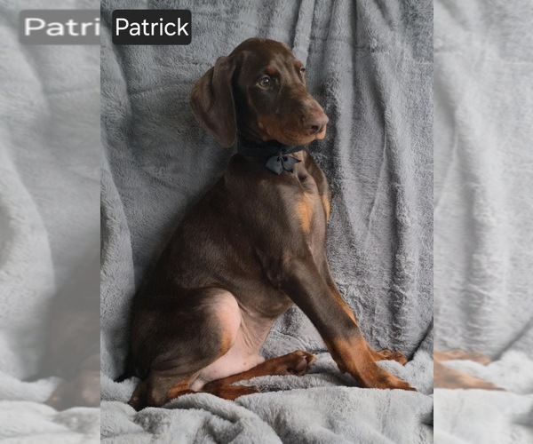 Medium Photo #5 Doberman Pinscher Puppy For Sale in POMEROY, OH, USA