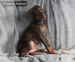 Small #4 Doberman Pinscher