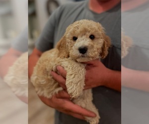 Cock-A-Poo Puppy for sale in OREGON CITY, OR, USA