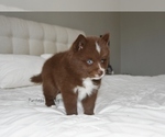 Small #2 Pomsky
