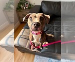 Small #1 American Pit Bull Terrier-American Staffordshire Terrier Mix