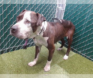 American Pit Bull Terrier Dogs for adoption in Downey, CA, USA