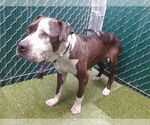 Small American Pit Bull Terrier