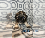 Puppy 1 ShihPoo-Zuchon Mix