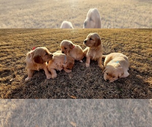 Golden Retriever Puppy for sale in DUNCAN, OK, USA