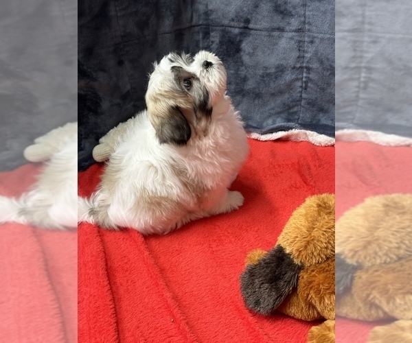 Medium Photo #3 Mal-Shi Puppy For Sale in SILEX, MO, USA