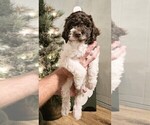 Puppy COW Lagotto Romagnolo