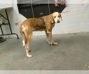 Catahoula Leopard Dog Dogs for adoption in St. Cloud, FL, USA