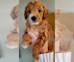 Small Photo #4 Goldendoodle (Miniature) Puppy For Sale in BATTLE GROUND, WA, USA