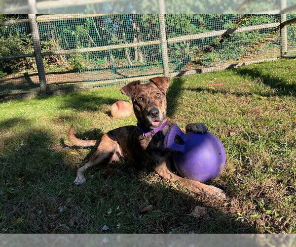 Medium Photo #1 Catahoula Leopard Dog Puppy For Sale in Brewster, MA, USA