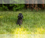 Small #8 Dachshund