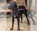 Small Photo #8 Cane Corso-Irish Wolfhound Mix Puppy For Sale in MESA, AZ, USA