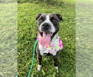 American Pit Bull Terrier-Unknown Mix Dogs for adoption in Rootstown, OH, USA