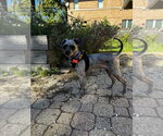 Small Photo #4 Poodle (Standard)-Unknown Mix Puppy For Sale in Mundelein, IL, USA