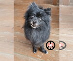 Small #3 Pomeranian