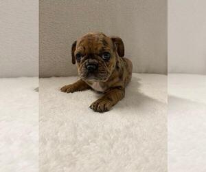 French Bulldog Puppy for sale in CHARLESTON, SC, USA