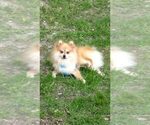 Small Photo #1 Pomsky Puppy For Sale in ASHLAND, MO, USA