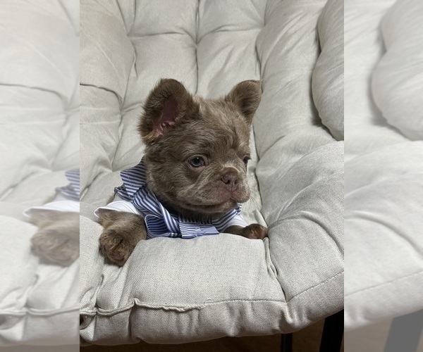 Medium Photo #3 French Bulldog Puppy For Sale in MC GRAW, NY, USA