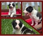 Small #5 Border Collie