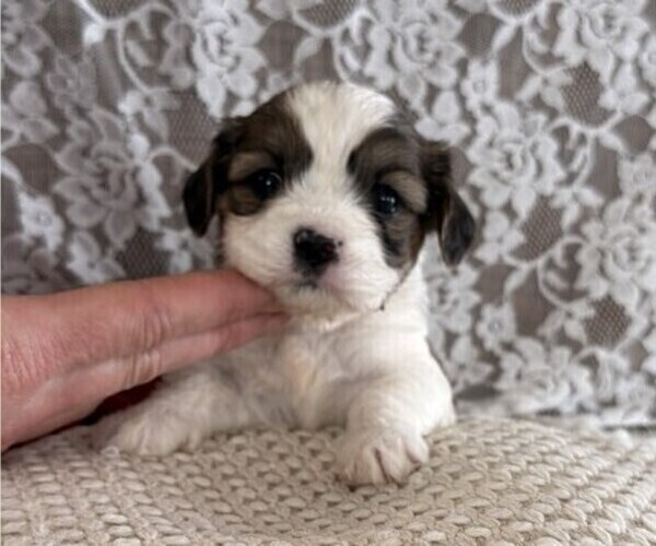 Medium Photo #1 Cavachon-Shih Tzu Mix Puppy For Sale in THORP, WI, USA