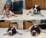 Small #1 Wirehaired Pointing Griffon